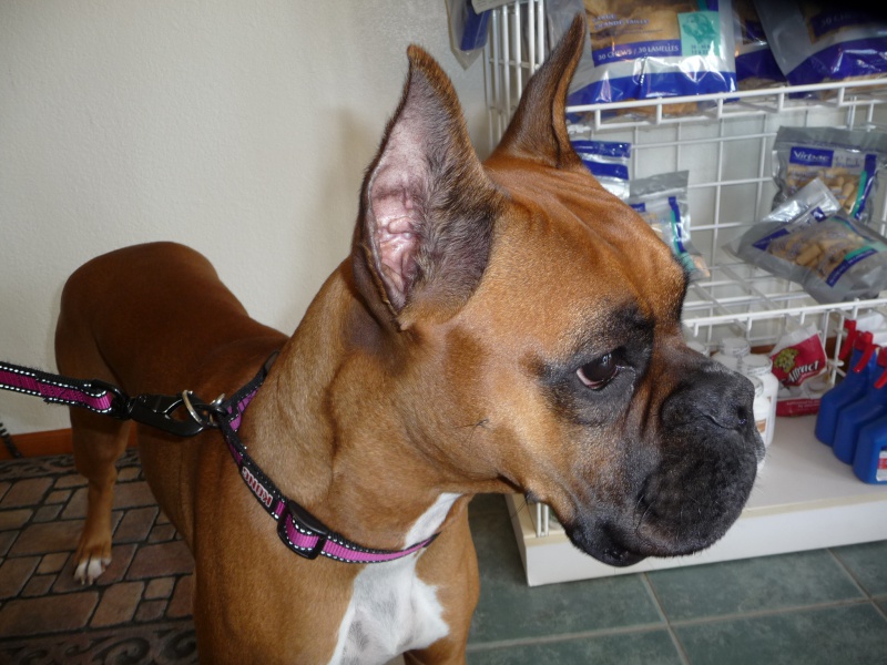 Boxer with cropped ears