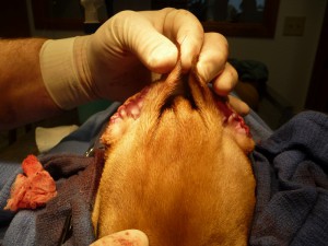 Ear Sutured and Checked for Length