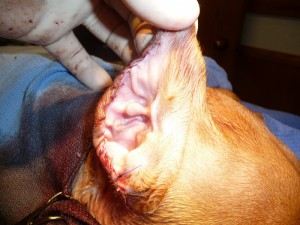 Other Ear Sutured
