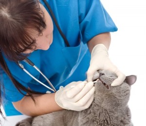 brushing cat's teeth