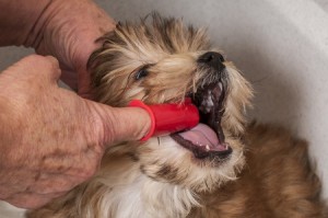 brushing dog's teeth