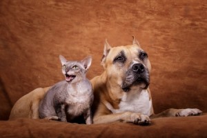 arthritis in cats and dogs