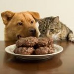 dog and cat eating 2