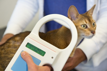 Cat being checked for microchip
