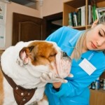 vet cares for English bulldog