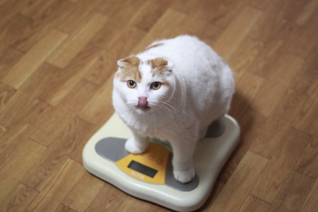 overweight cat on scale