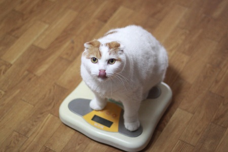 Weight Loss in Pets