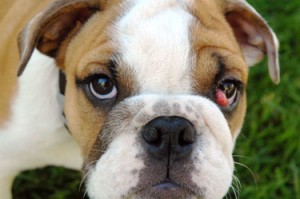 bulldog with cherry eye