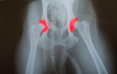 x-ray of dog with hip dysplasia