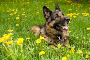 German Shepherd