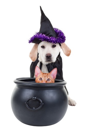 Pet Safety- Holiday Precautions