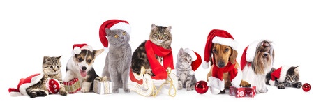 Pets Dressed up for Christmas