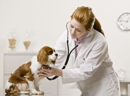 Taking Your Pet to Veterinarian