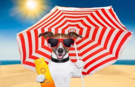 Keeping Fun In The Sun Safe For Your Dog