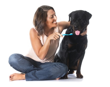 Teeth Brushing for Pets